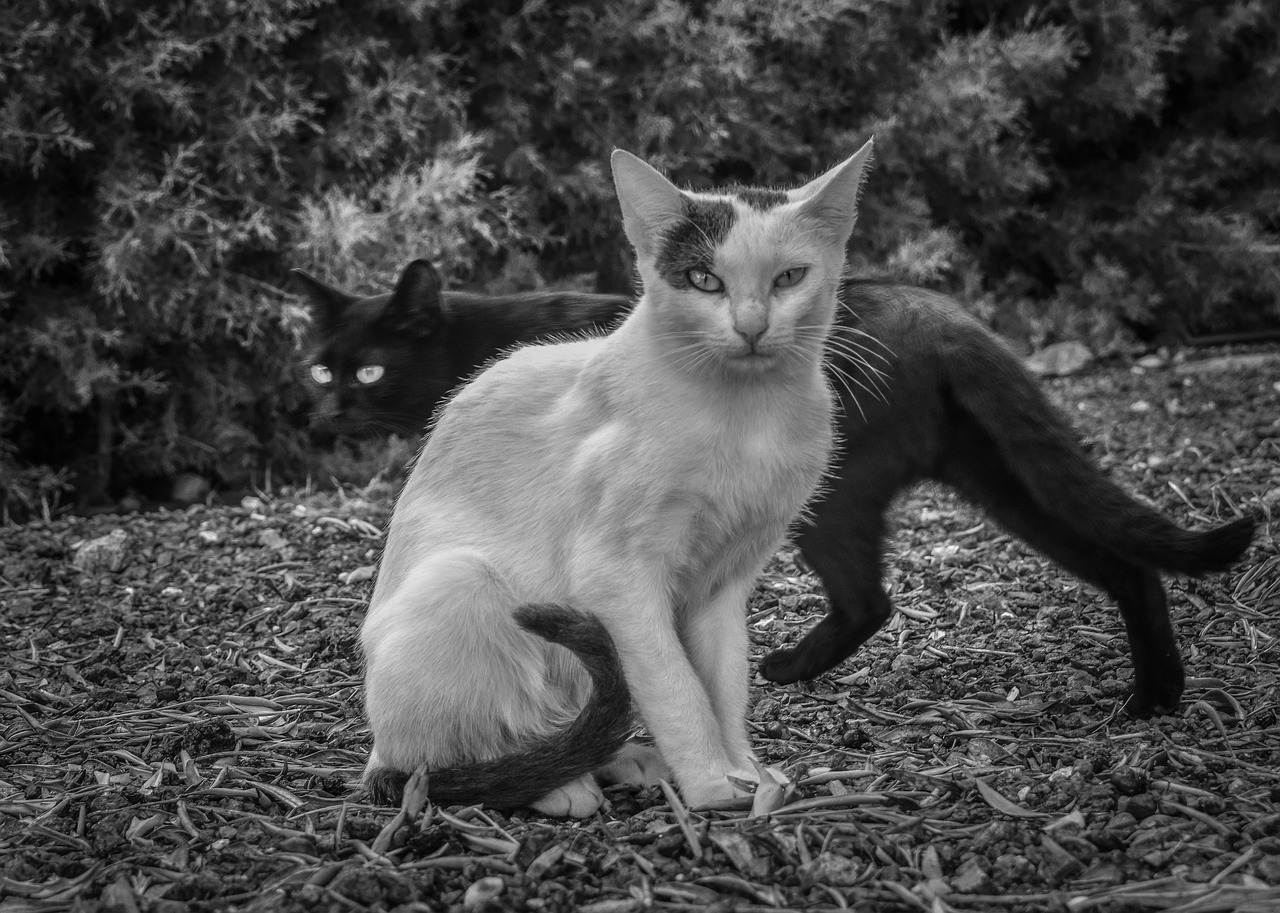 Chat Joue Avec Sa Queue Comprendre le langage du chat à partir de sa queue - Oise picarde